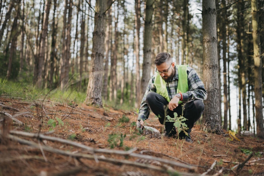 sustainable forest